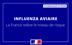 Influenza aviaire - La France relève le niveau de risque et renforce les mesures de prévention